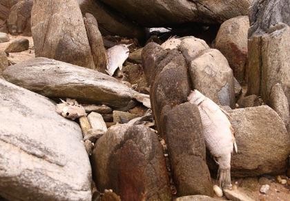 Có 9 công nhân Formosa phải đi khám bệnh