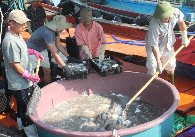 Ngư dân Quảng Bình vui vì bán được hải sản, tàu thuyền tấp nập ra khơi