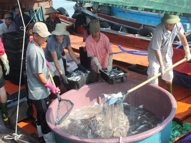 Hỗ trợ thiệt hại hải sản tồn kho 4 tỉnh miền Trung