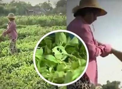 VTV nói gì về việc phóng viên làm clip 'dùng chổi quét rau' bị phản ứng