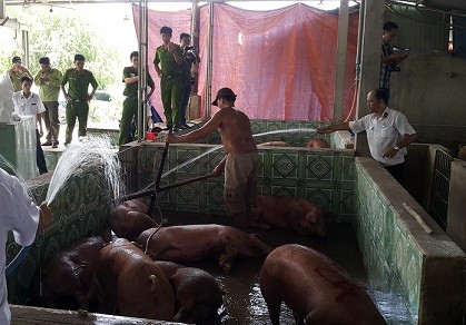 Đánh tráo đàn heo bị dính chất cấm để mang đi giết mổ
