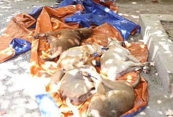 'Cẩu tặc' thuê xe ô tô đi trộm hàng chục con chó trong đêm