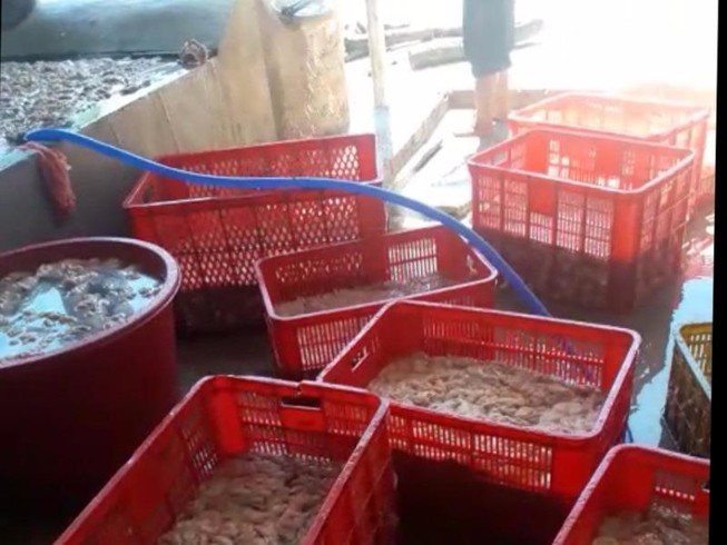 Bình Dương: Bắt 1,5 tấn lòng heo thối ngâm hóa chất