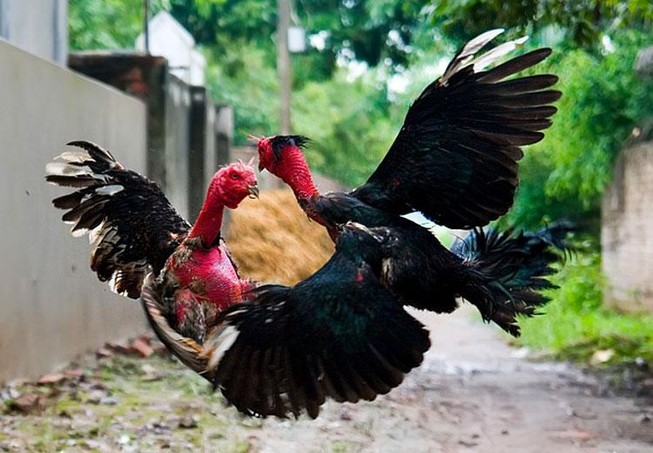 Bị cướp tiền vì thua đá gà rủ đồng bọn truy sát trả thù