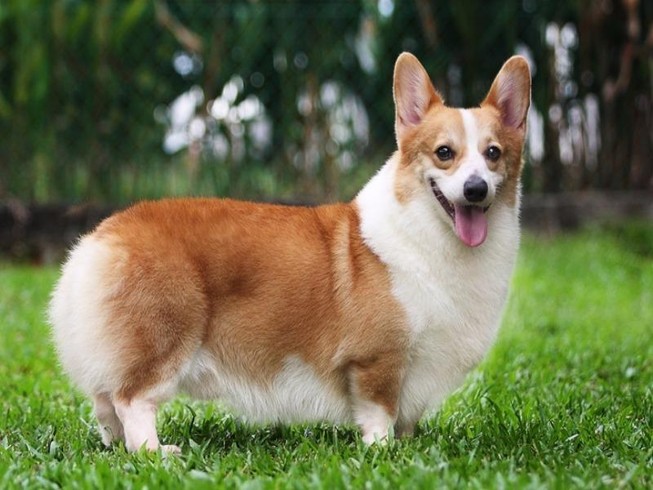 Chém 2 người vì... con chó