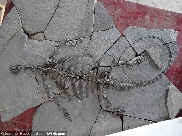 Phát hiện hóa thạch rùa tiền sử khổng lồ ở Trung Quốc - ảnh 1