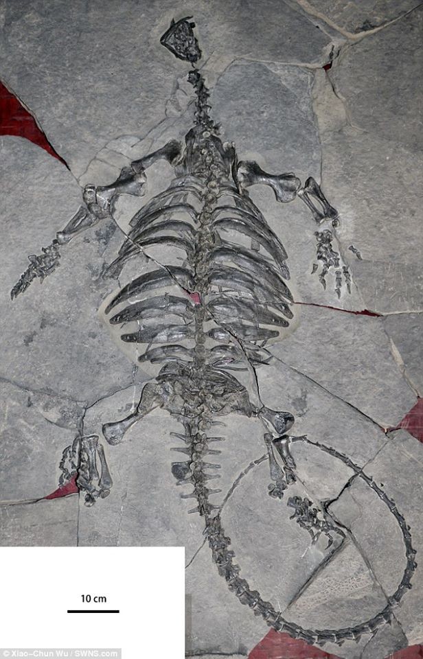 Phát hiện hóa thạch rùa tiền sử khổng lồ ở Trung Quốc - ảnh 2