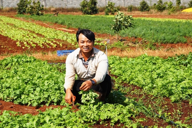 Kỹ sư nông nghiệp đi bắt từng con sâu - ảnh 6