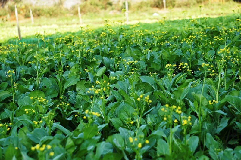 Kỹ sư nông nghiệp đi bắt từng con sâu - ảnh 2