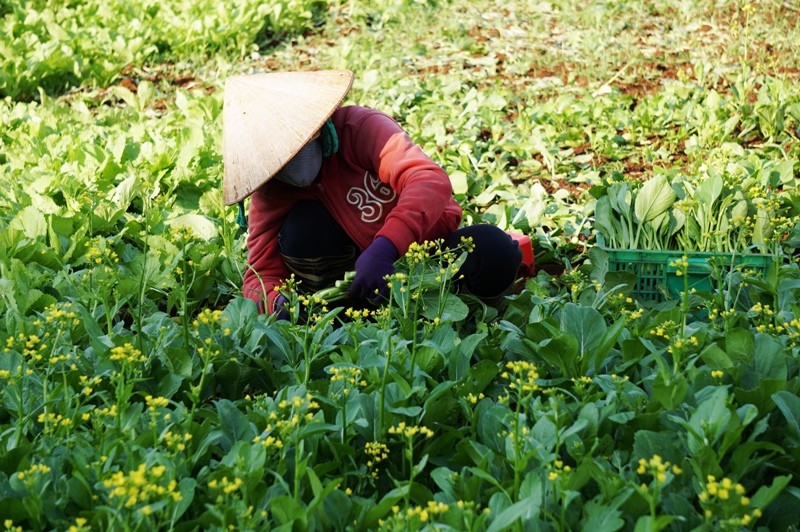Kỹ sư nông nghiệp đi bắt từng con sâu - ảnh 4