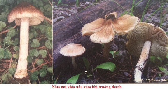 Än nháº¥m náº¥m Äá»c, 3 bÃ  chÃ¡u nguy ká»ch - áº£nh 1
