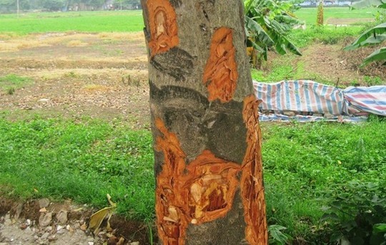 Hàng cây xà cừ tại đường Trung Văn (Thanh Xuân) cũng rơi vào tình trạng tương tự Hàng cây xà cừ tại đường Trung Văn (Thanh Xuân) cũng rơi vào tình trạng tương tự