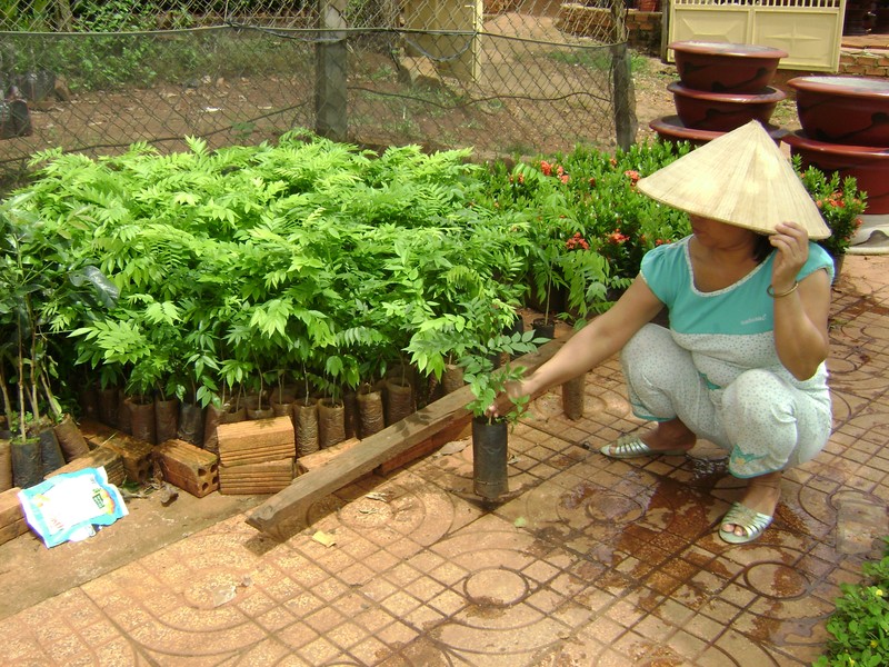 Lại 'chết đứng' vì đổ xô trồng cây sưa giống 'mắc hơn vàng' - ảnh 2