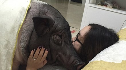 Chồng ghen tỵ vì vợ suốt ngày ăn ngủ với... lợn cưng - ảnh 1