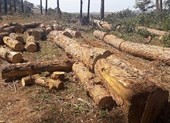 Bắt thêm người trong vụ chủ tịch xã nhận tiền ‘bảo kê’