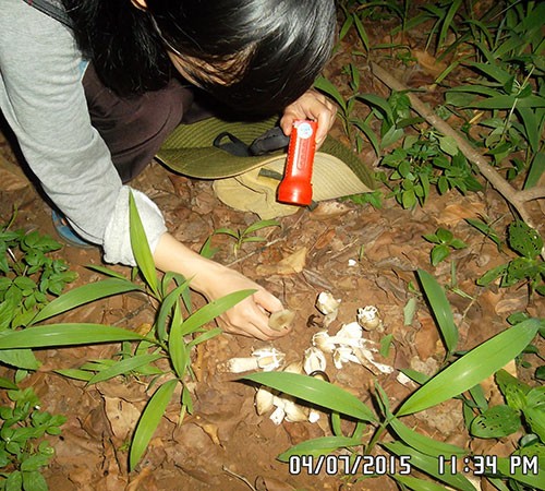 Quê tôi, mùa nấm mối - ảnh 1