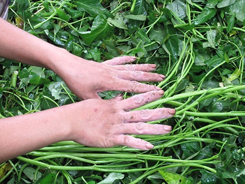 Đôi bàn tay ‘biến dạng’ vì lặt rau muống thuê - ảnh 2