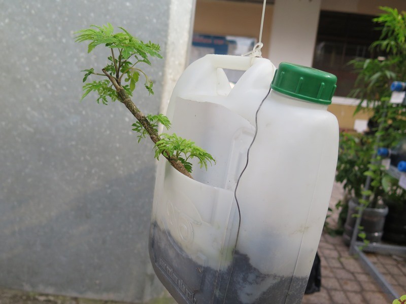Lạ mắt vườn cây từ vật dụng tái chế của học sinh lớp 8 - ảnh 11