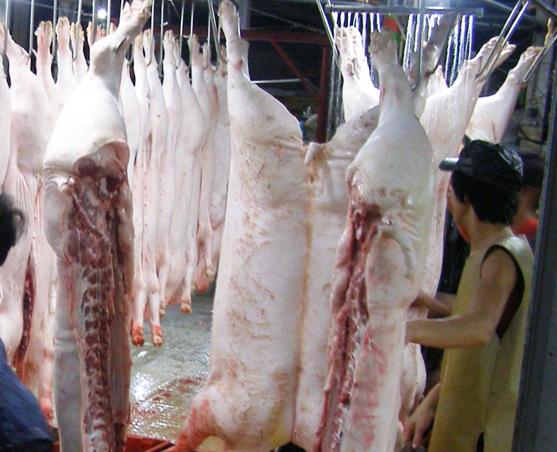 Heo được kiểm tra chất cấm như thế nào? - ảnh 8
