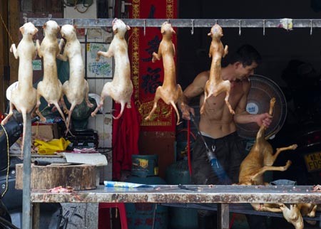 Lễ hội thịt chó ở Trung Quốc bị yêu cầu “tẩy chay” - ảnh 1