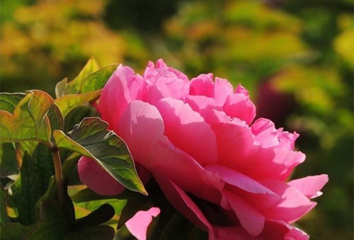 Lạc Dương-thiên đường hoa mẫu đơn - ảnh 5