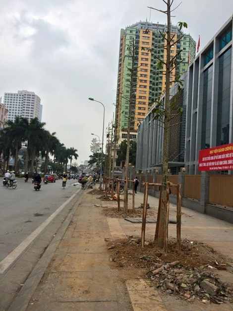Hà Nội công bố mức kỷ luật cán bộ trong vụ chặt cây xanh - ảnh 2