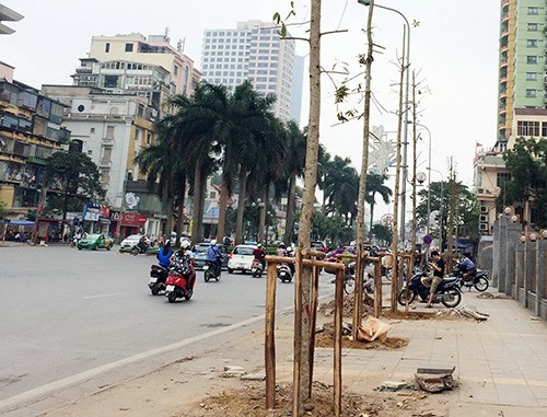 Hà Nội sẽ trồng mới 247 cây Lát hoa trên phố Nguyễn Chí Thanh - ảnh 1