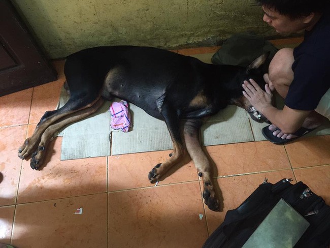 Chú chó Doberman bị người đàn ông dùng dao đâm vào cổ đã chết - Ảnh 2. Chú chó Doberman bị người đàn ông dùng dao đâm vào cổ đã chết - Ảnh 2.