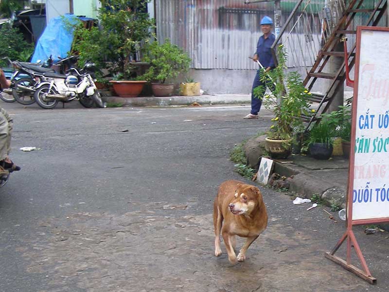 Dân TP.HCM mất hơn 26 tỉ/năm do chó cắn