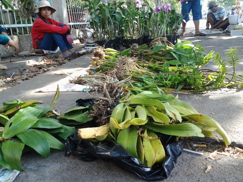 Lan rừng ‘về phố’ họp chợ ngày Tết - ảnh 1