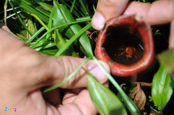 Tận thấy thú chơi 'cây ăn thịt' ở Sài Gòn - ảnh 4
