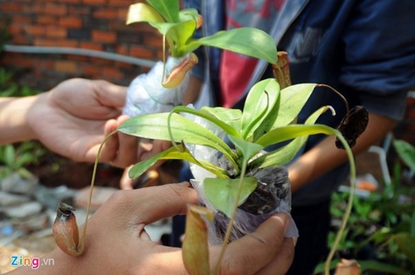 Tận thấy thú chơi 'cây ăn thịt' ở Sài Gòn - ảnh 8