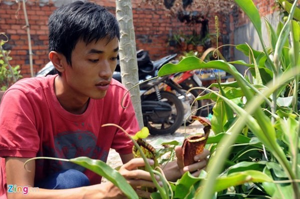 Tận thấy thú chơi 'cây ăn thịt' ở Sài Gòn - ảnh 9