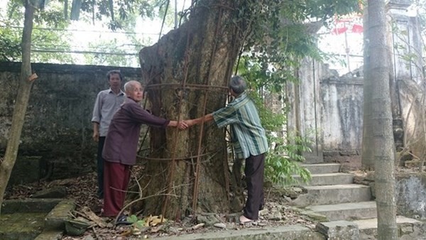 Người dân thay phiên nhau “canh gác” 2 gốc sưa tiền tỷ - ảnh 5