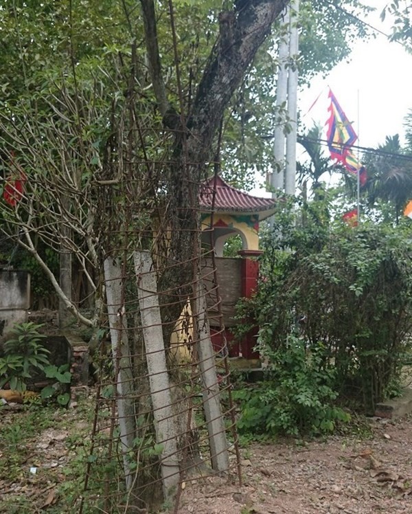 Người dân thay phiên nhau “canh gác” 2 gốc sưa tiền tỷ - ảnh 6