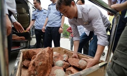 Trung Quốc: Phát hiện hàng chục quả trứng khủng long dưới nền đường - ảnh 1