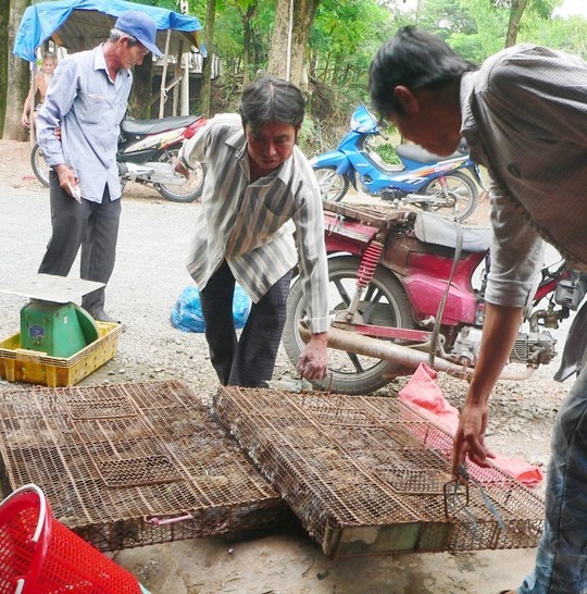 Các thương lái đang đi thu gop chuột đồng khắp nơi Các thương lái đang đi thu gop chuột đồng khắp nơi