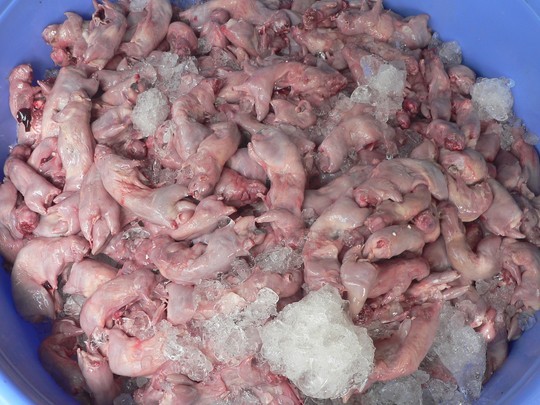 Chuột làm sẵn, ướp nước đá luôn tiềm ẩn nguy cơ dịch bệnh vì có khả năng bị người bán trộn chuột cống vào chuột đồng Chuột làm sẵn, ướp nước đá luôn tiềm ẩn nguy cơ dịch bệnh vì có khả năng bị người bán trộn chuột cống vào chuột đồng