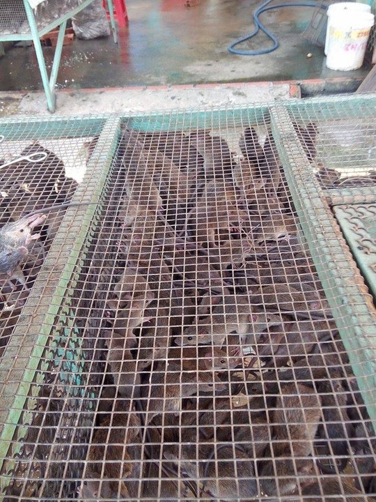 Nên chọn chuột cơm còn sống và nhờ người bán làm thịt tại chỗ sẽ ngon và đảm bảo an toàn vệ sinh Nên chọn chuột cơm còn sống và nhờ người bán làm thịt tại chỗ sẽ ngon và đảm bảo an toàn vệ sinh