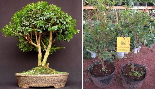 Nho cực lạ tiền triệu khiến dân Hà Nội phát cuồng - ảnh 2