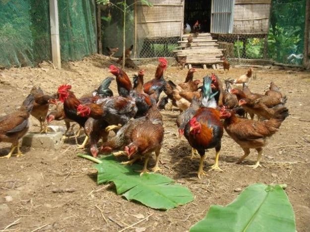 Phát hiện chất tạo màu vàng trong thịt gà có thể gây ung thư - ảnh 2