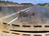 Ô tô chạy gần 100 km/h tông trúng con bò trên cao tốc Phan Thiết - Dầu Giây