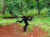 Vượn có tên trong Sách đỏ xuất hiện trong rẫy cà phê ở Đồng Nai