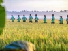 Khám phá cung đường băng qua vườn trái cây đặc trưng của miền Tây