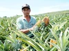 Mòn mỏi đợi thương lái, nông dân xót xa trong mùa dứa 'đắng'