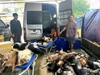 Bắt 9 nghi phạm chuyên trộm chó ở Tây Ninh đưa về TP.HCM tiêu thụ