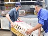 Lời khai của nhóm trộm, thu gom mèo đặc biệt lớn ở TP.HCM