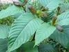 Cảnh báo lá 'thong' chứa chất ma túy có nguy cơ thẩm lậu qua biên giới