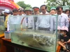 Du khách nườm nượp đến Phong Nha – Kẻ Bàng ngắm ‘hoa hậu cá’