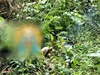 Một người bị điện cao thế phóng gây tử vong trên đèo Bảo Lộc